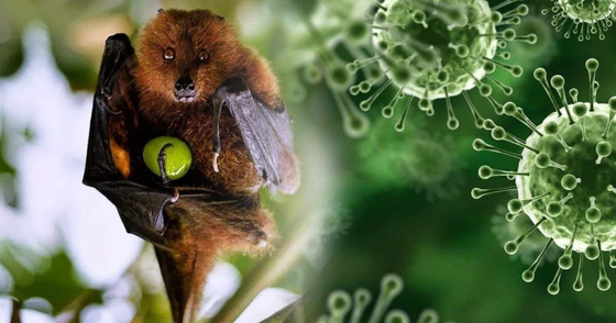 Nipah là mầm bệnh do virus, chủ yếu phát triển ở động vật như dơi, lợn, chó và ngựa