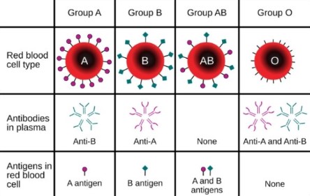 Nhóm máu được xác định một phần bởi các kháng nguyên nhóm máu ABO có trên tế bào hồng cầu