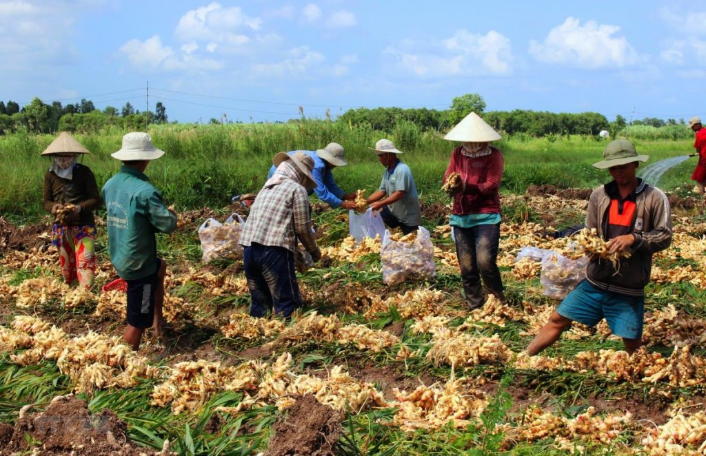 Người dân thu hoạch gừng