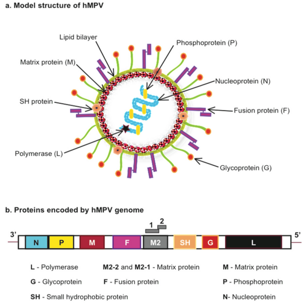 HMPV không phải virus mới